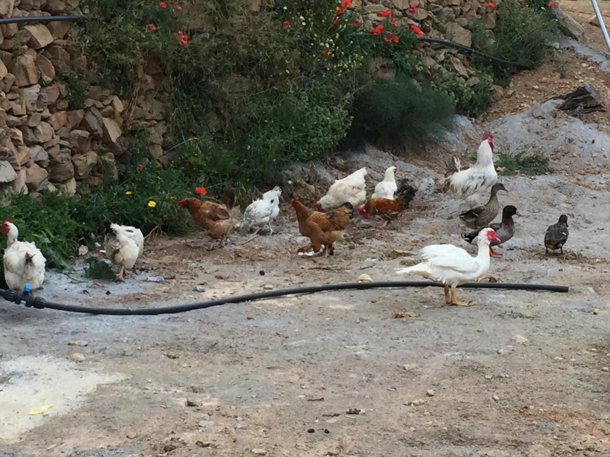 Reul Alto Cortijos Rurales Konuk evi Laroya Dış mekan fotoğraf