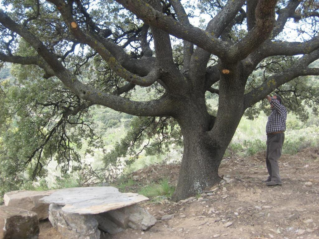Reul Alto Cortijos Rurales Konuk evi Laroya Oda fotoğraf