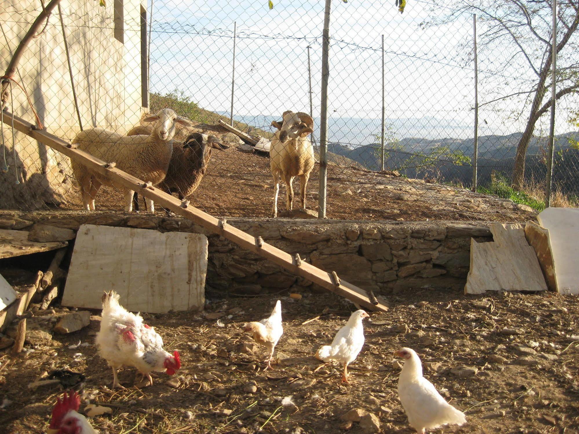 Reul Alto Cortijos Rurales Konuk evi Laroya Dış mekan fotoğraf